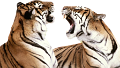 tigris_14