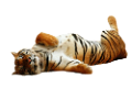 tigris_140