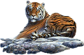 tigris_141