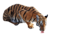 tigris_144