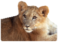 tigris_146