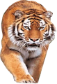 tigris_147