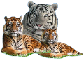 tigris_148