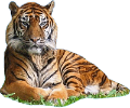 tigris_149