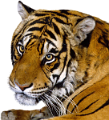 tigris_15