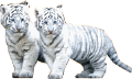 tigris_150