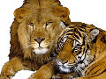 tigris_152