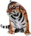 tigris_155