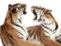 tigris_156