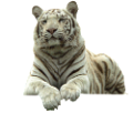 tigris_157