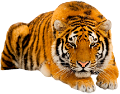 tigris_16