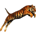 tigris_160
