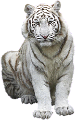 tigris_161