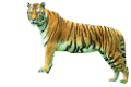 tigris_165