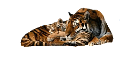 tigris_166