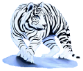 tigris_168