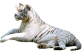 tigris_169