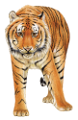 tigris_170