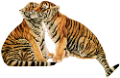 tigris_171