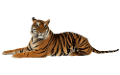 tigris_172