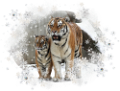 tigris_176