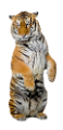tigris_186