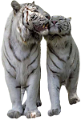 tigris_19