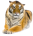 tigris_190