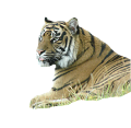 tigris_191