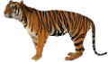 tigris_192