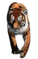 tigris_193