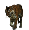 tigris_194