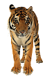 tigris_197