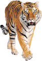 tigris_20