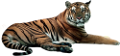 tigris_200