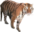 tigris_201
