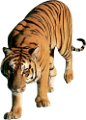 tigris_202