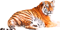tigris_203
