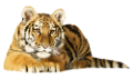 tigris_204
