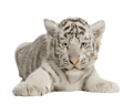 tigris_21