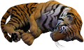 tigris_22
