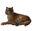 tigris_225