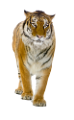 tigris_227