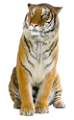 tigris_228