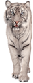 tigris_229
