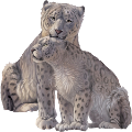 tigris_230
