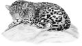tigris_231