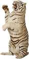 tigris_233