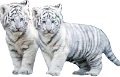 tigris_237