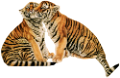 tigris_239